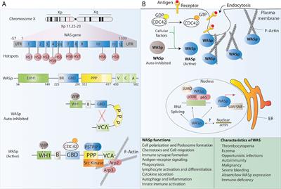 Genome editing for primary immunodeficiencies: A therapeutic perspective on Wiskott-Aldrich syndrome